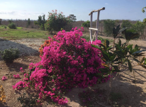 On a positive note, my bougainvillea is looking pretty good for such dry conditions.